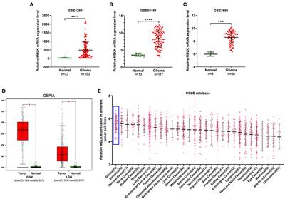 MELK is a prognostic biomarker and correlated with immune infiltration in glioma